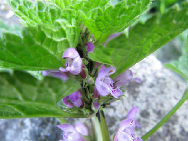Lamium maculatum (e L. purpureum)